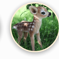 deer