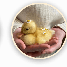ducklings